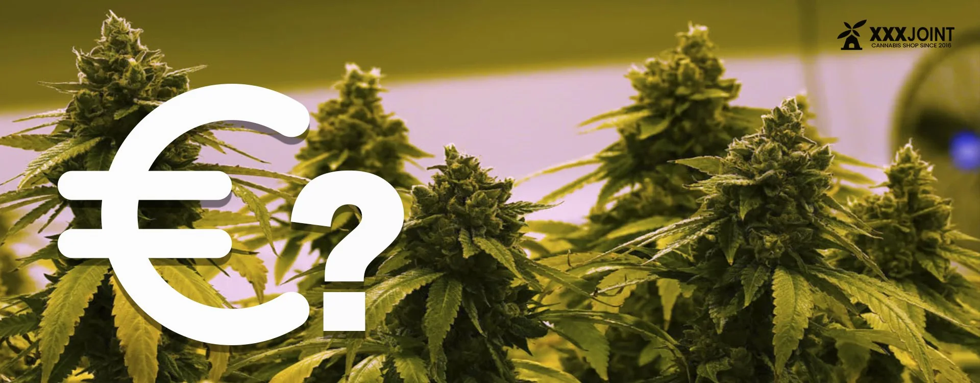 Quanto costa la Cannabis Legale? Scopri i prezzi in Italia e nel Mondo