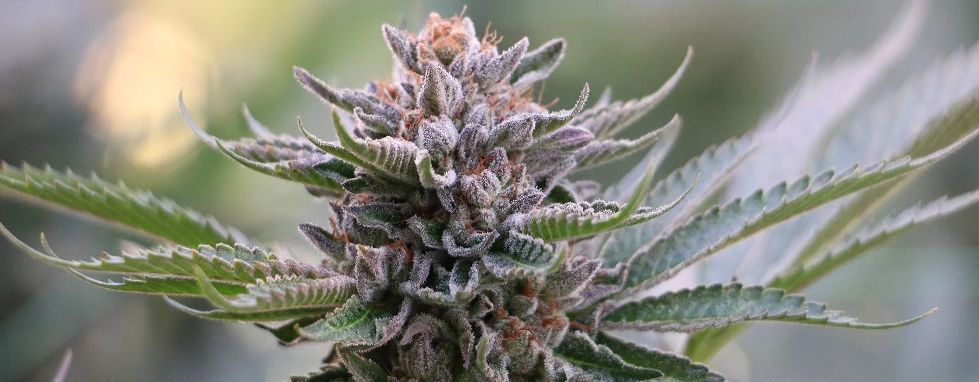 Infiorescenze di Cannabis Light: guida definitiva 2025 fra curiosità, trend e consigli