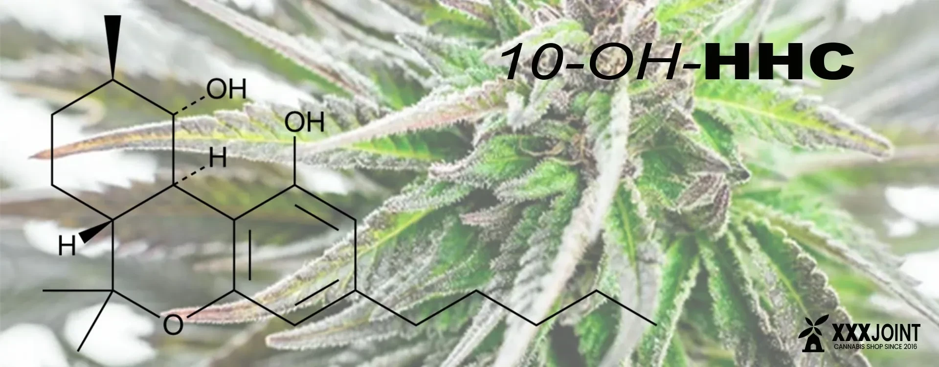 10-OH-HHC: L'alternativa al THC ed HHC che stavi cercando