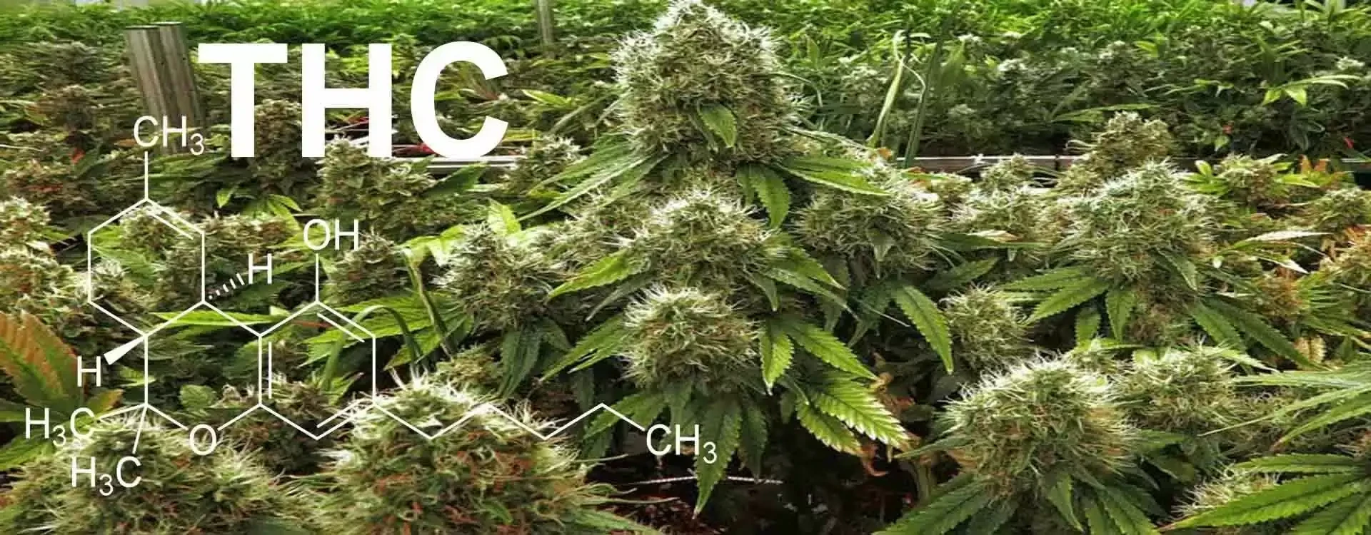 THC: il cannabinoide più famoso – effetti, benefici e leggi