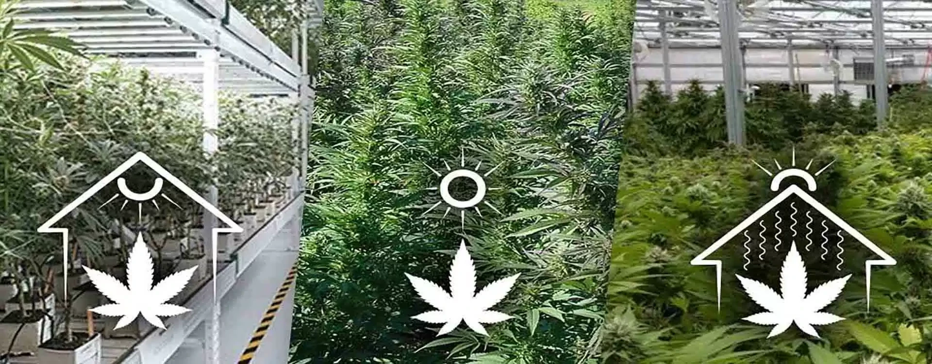 Tipi di Marijuana