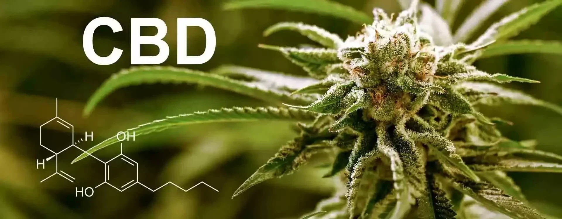 Cos’è il CBD? Guida completa a benefici, effetti e dosaggi