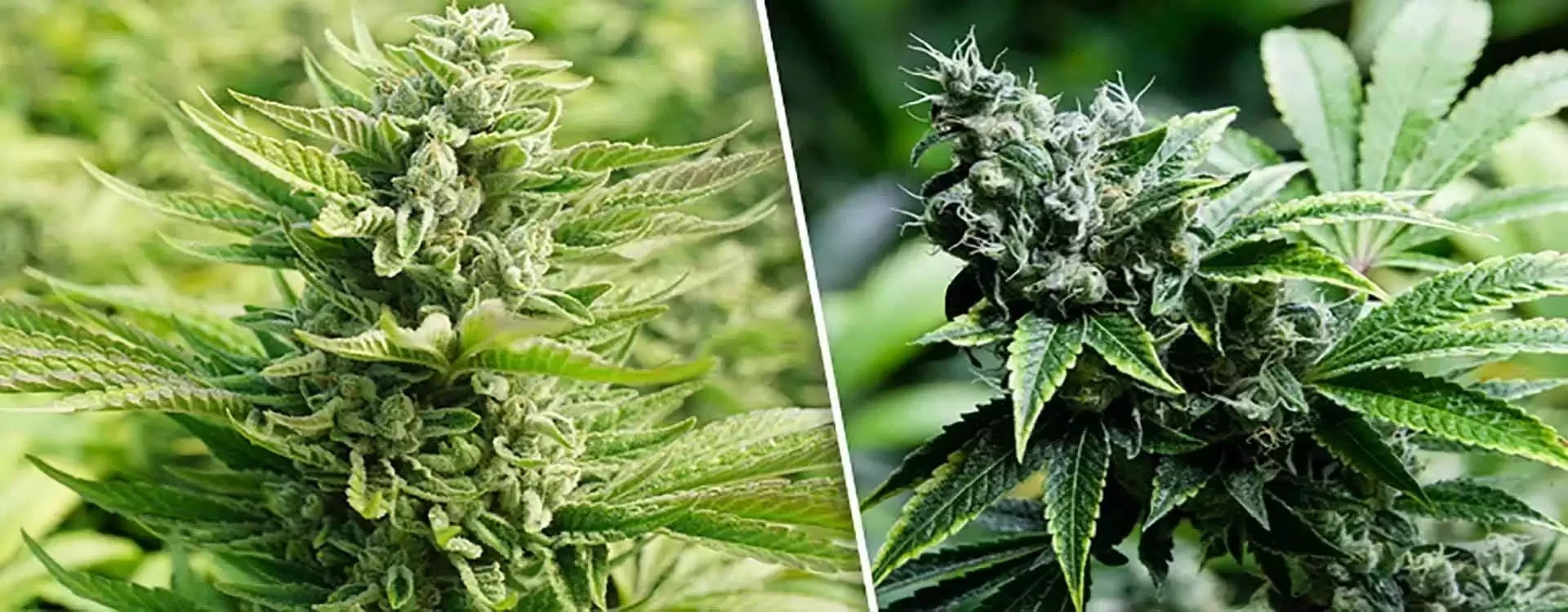 Cannabis Autofiorente e Femminizzata: Differenze, Tecniche, Consigli e Acquisto