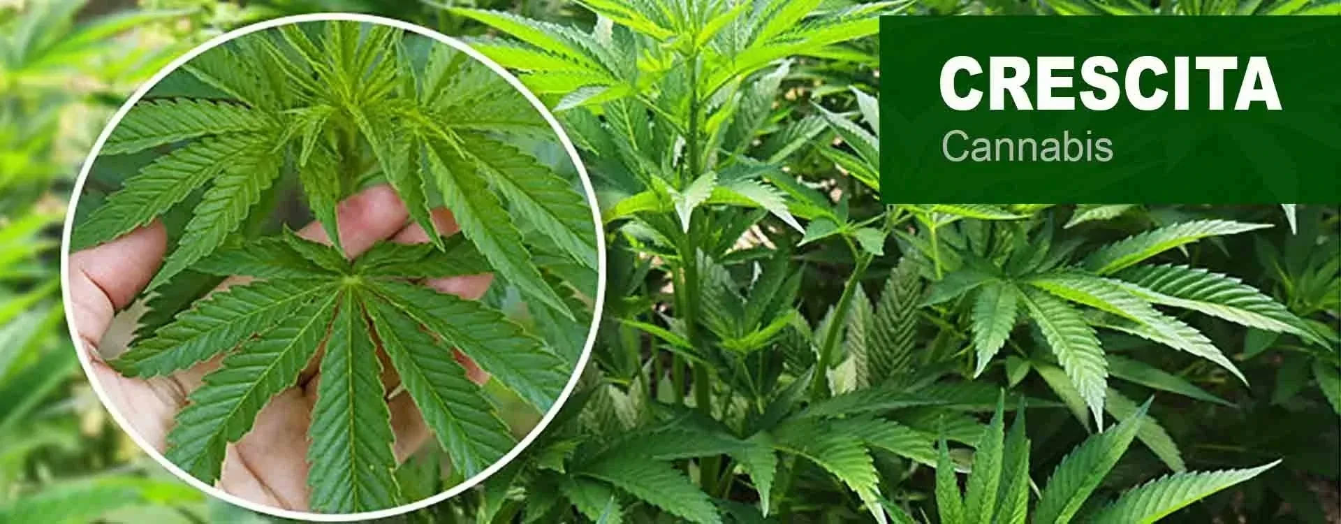 Fase Vegetativa della Cannabis: Guida alla Crescita Sana