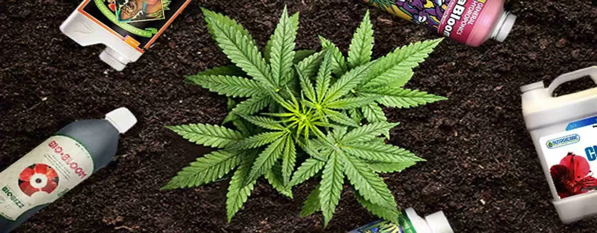 Fertilizzanti Coltivazione Marijuana. Quali e come usarli?