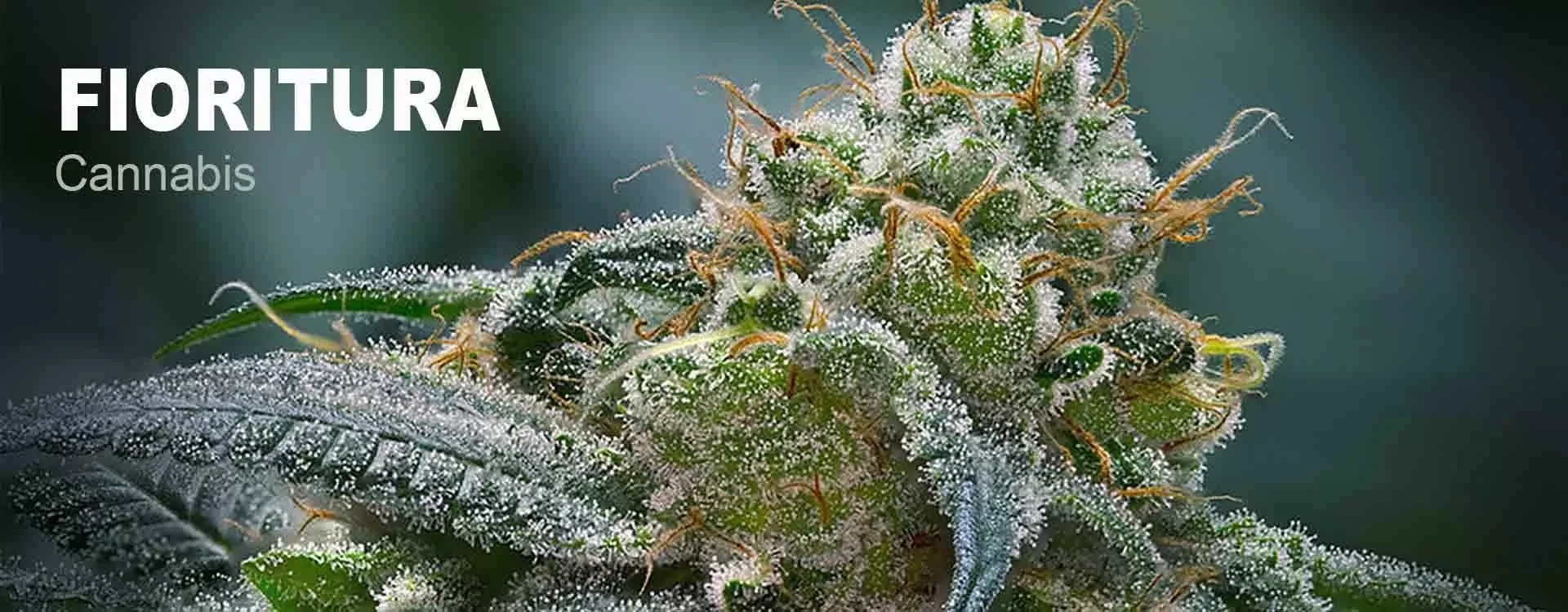 Fioritura della Cannabis: Segnali, Durata e Ottimizzazione