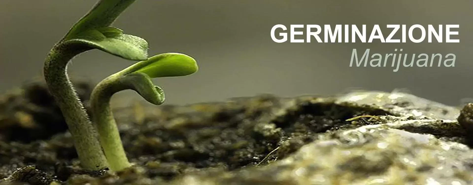 Germinazione della Marijuana: Tecniche e Fattori di Successo