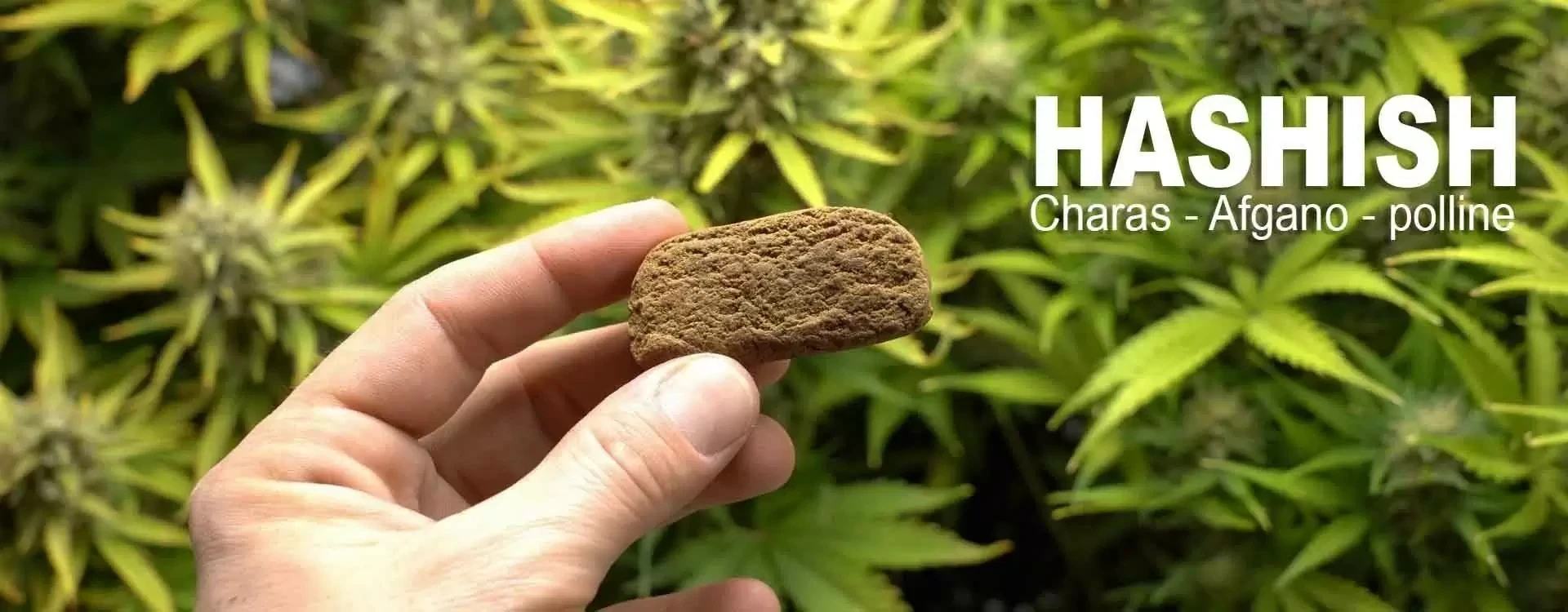 Hashish: Effetti, Produzione e Legislazione in Italia