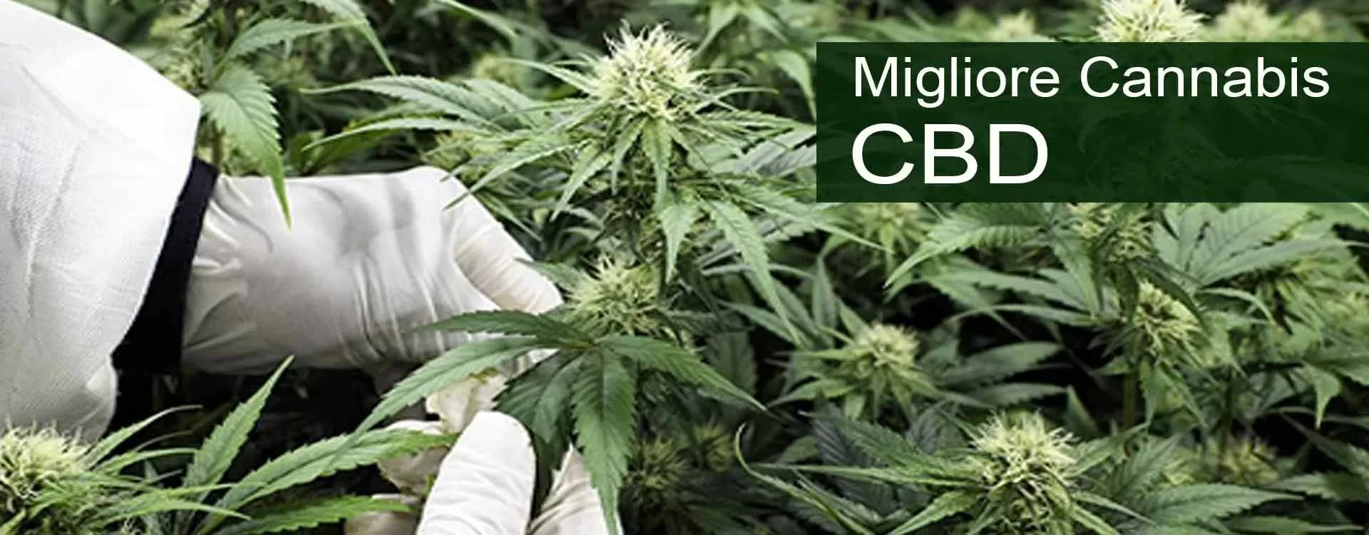Canapa Light con CBD più alto