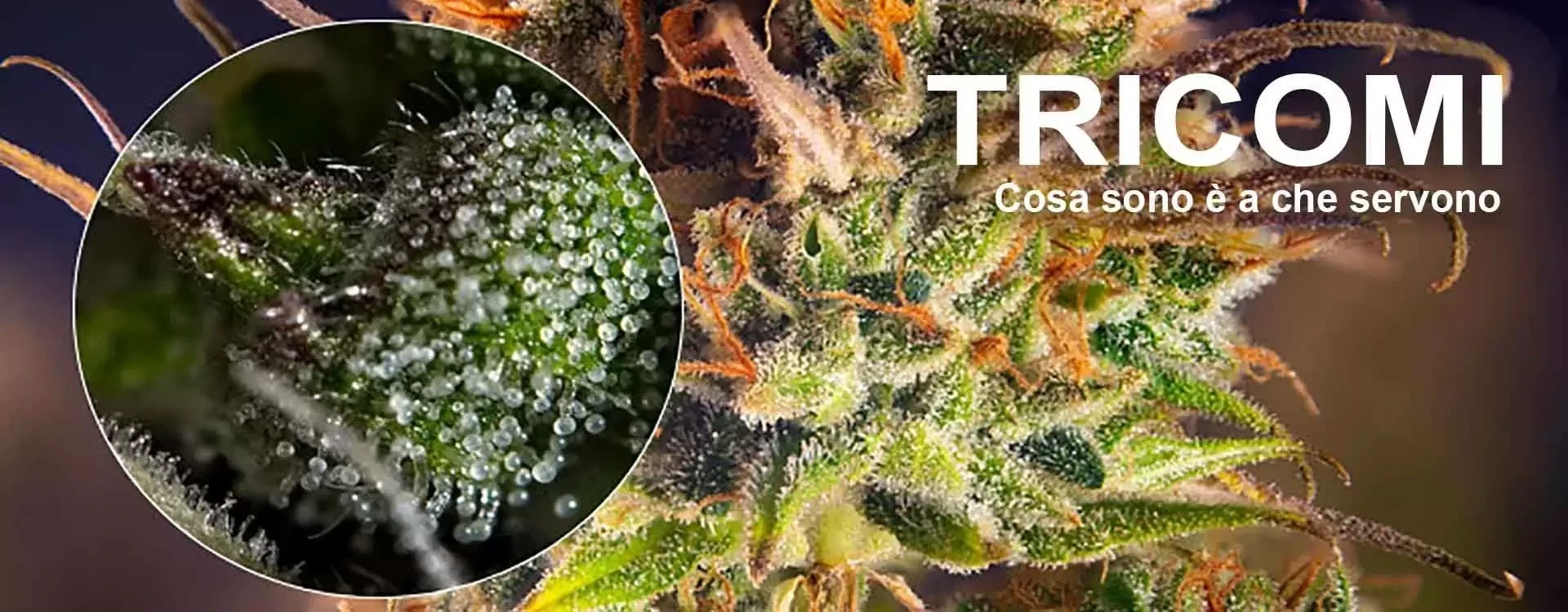 Tricomi: Cosa Sono, Perché Sono Importanti nella Cannabis