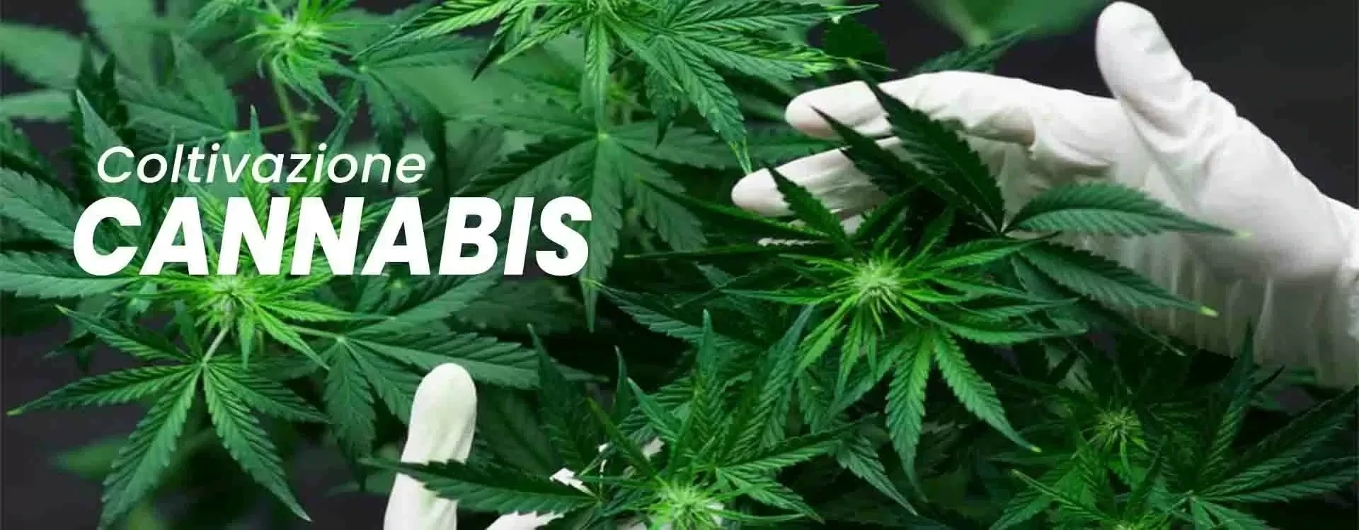 Coltivazione Cannabis: Tecniche, Fasi e Consigli Utili