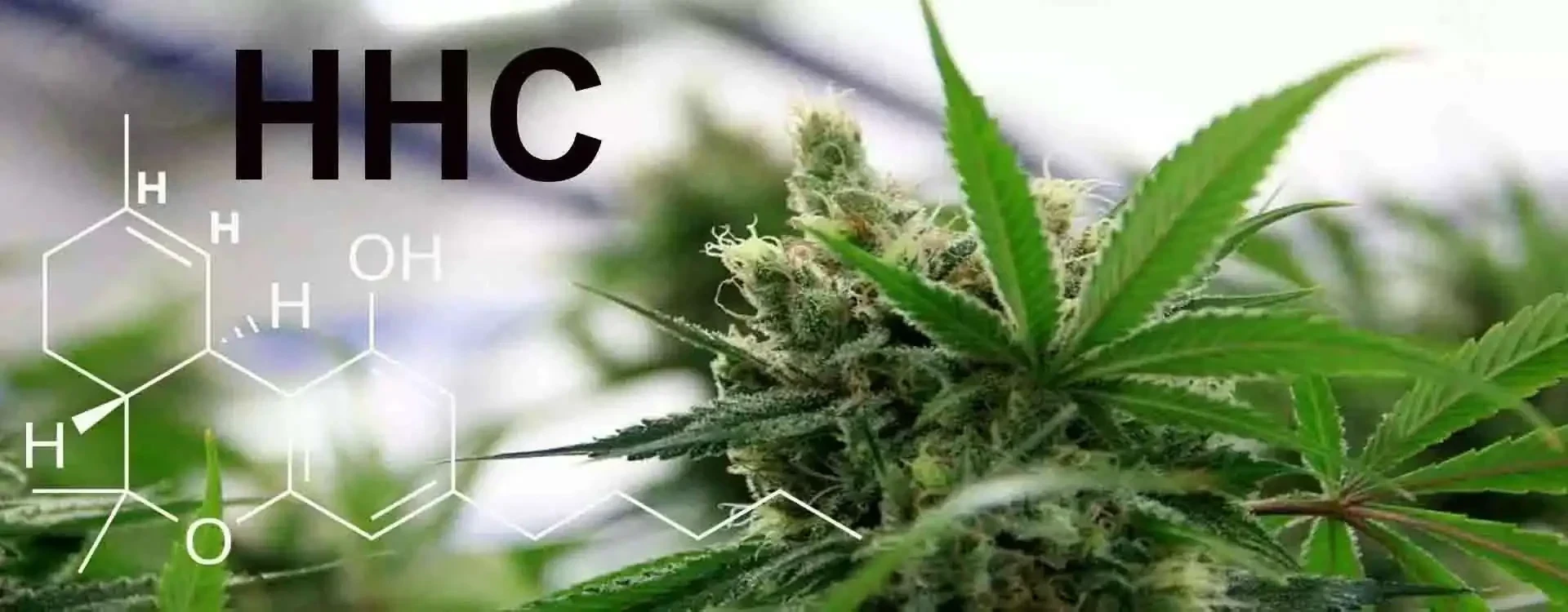 HHC: cos’è e come si differenzia dal THC (Guida 2025)