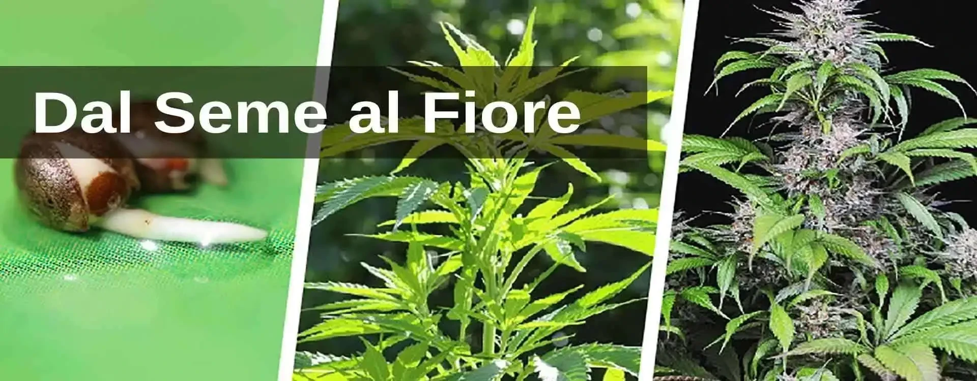 Coltivare Cannabis: le fasi principali per una coltivazione semplice