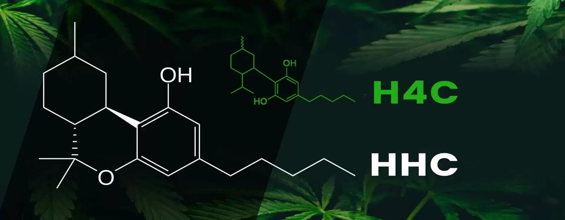 H4C vs HHC: Due Cannabinoidi quasi identici ma uno è illegale!