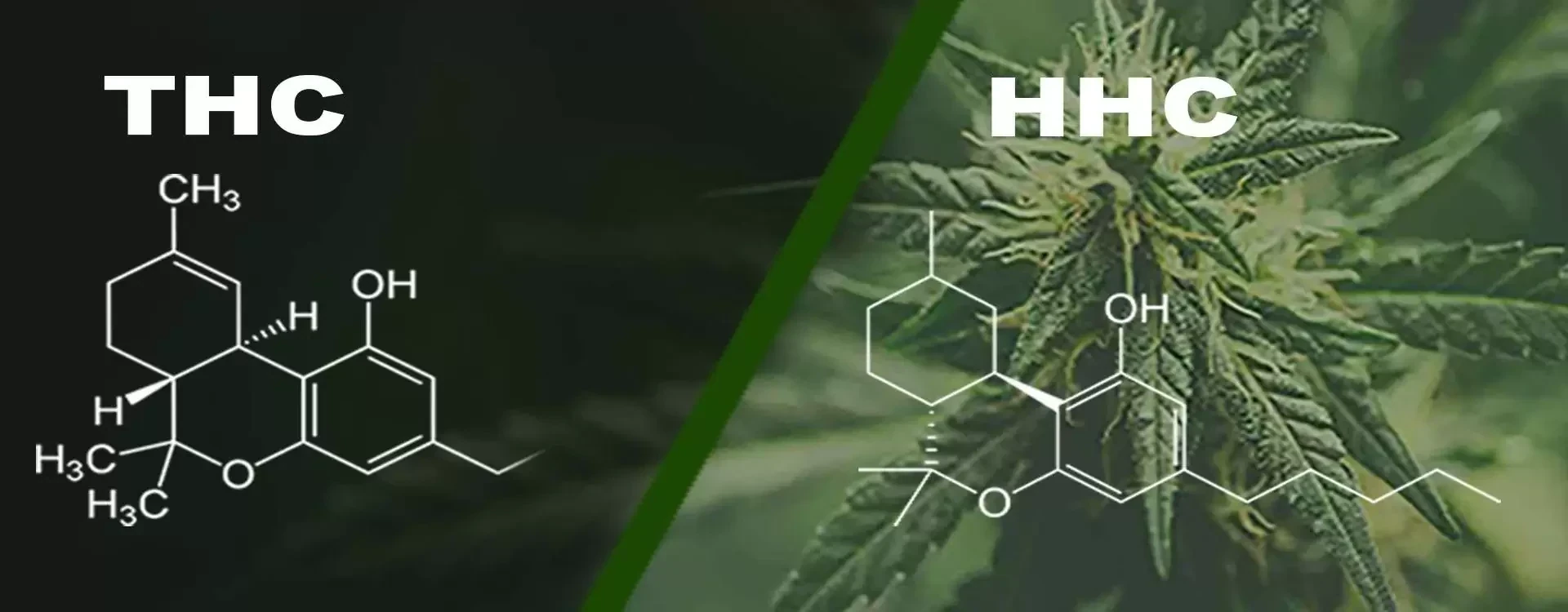 Differenza HHC vs THC? Scopri tutto su questi Stupefacenti Cannabinoidi!