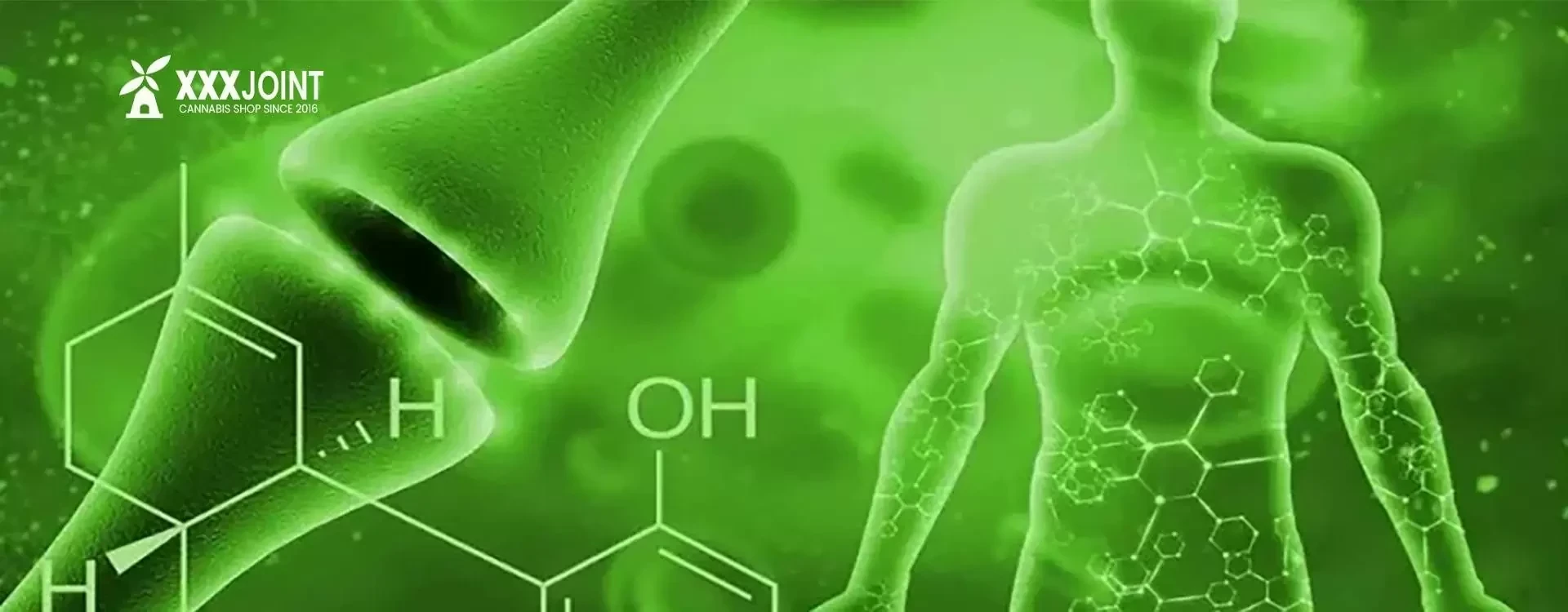 Domande sul Sistema Endocannabinoide? Ecco tutte le Risposte!