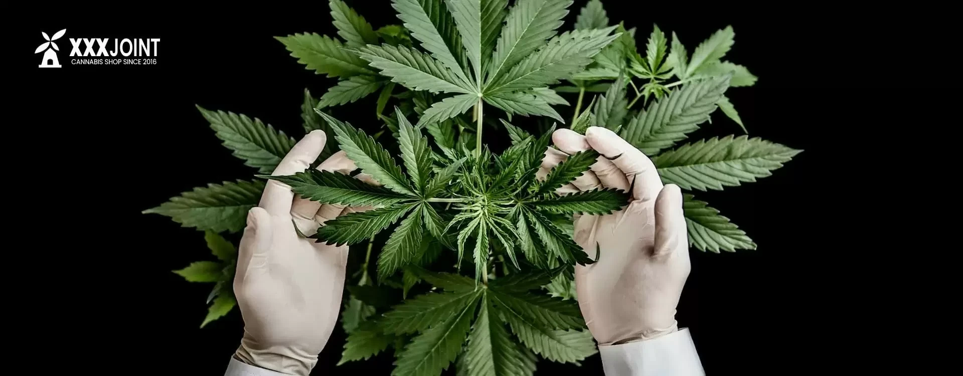 Cannabis Indica: Proprietà e Benefici della Pianta secondo la Ricerca Scientifica