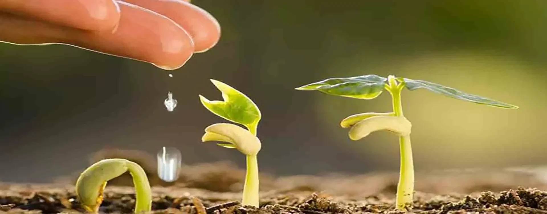 Quale è il periodo migliore per seminare Cannabis?