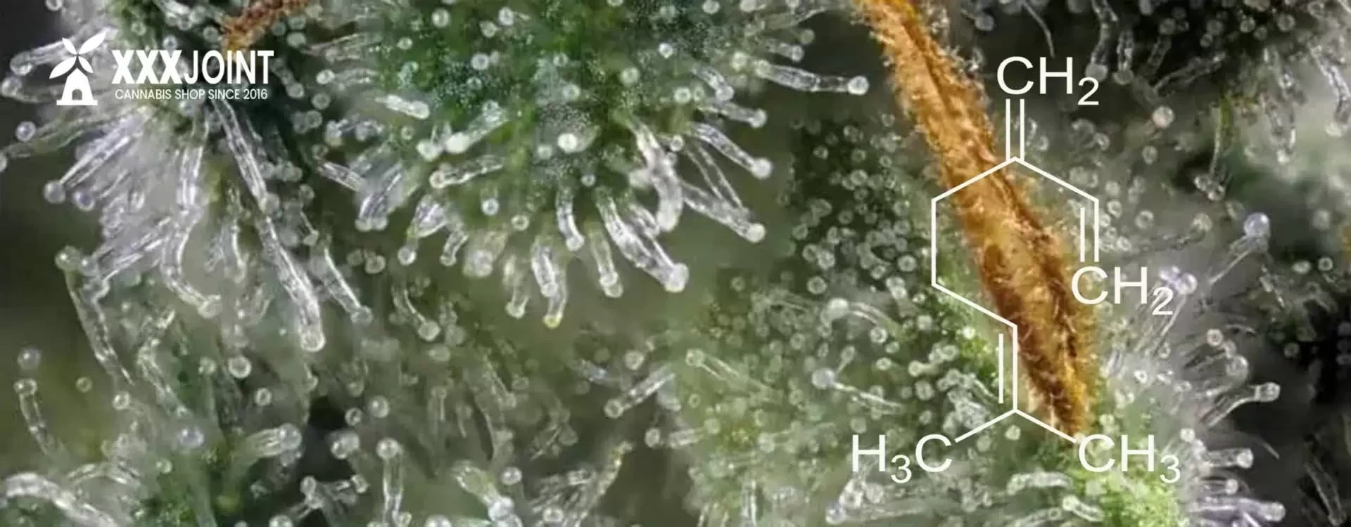 Terpeni nella Cannabis: Proprietà, Benefici e Ruolo Terapeutico