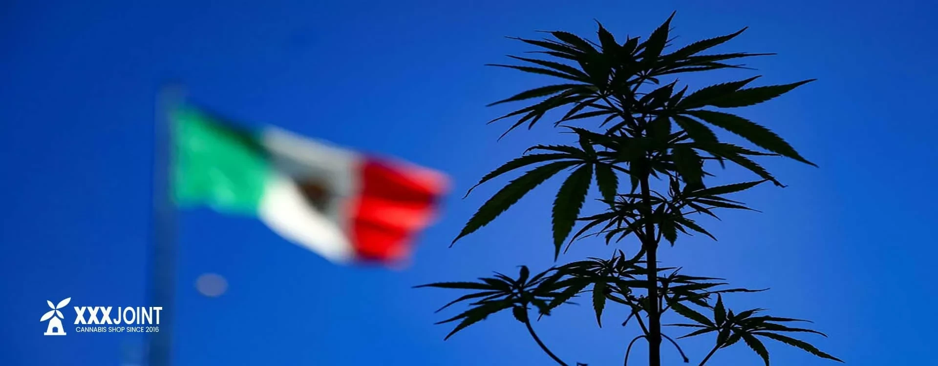 Guida alle Leggi sulla Cannabis in Italia: Dalla Legge 242/2016 all'Ultimo Decreto su HHC