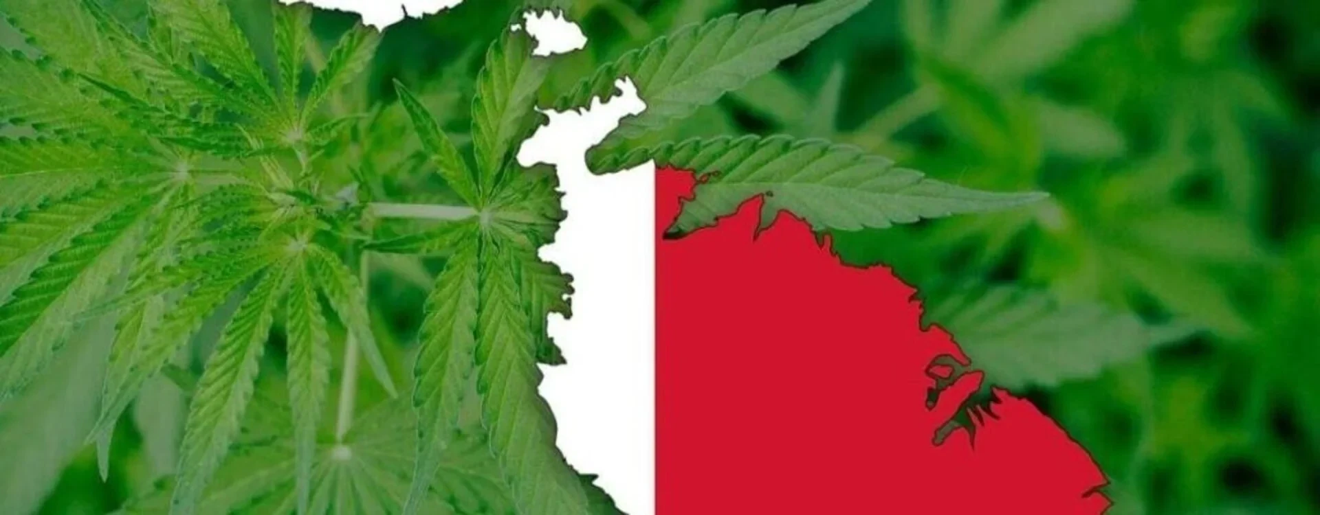 La Legalizzazione della Cannabis a Malta: Una Svolta Storica La Legalizzazione della Cannabis a Malta: Una Svolta Storica