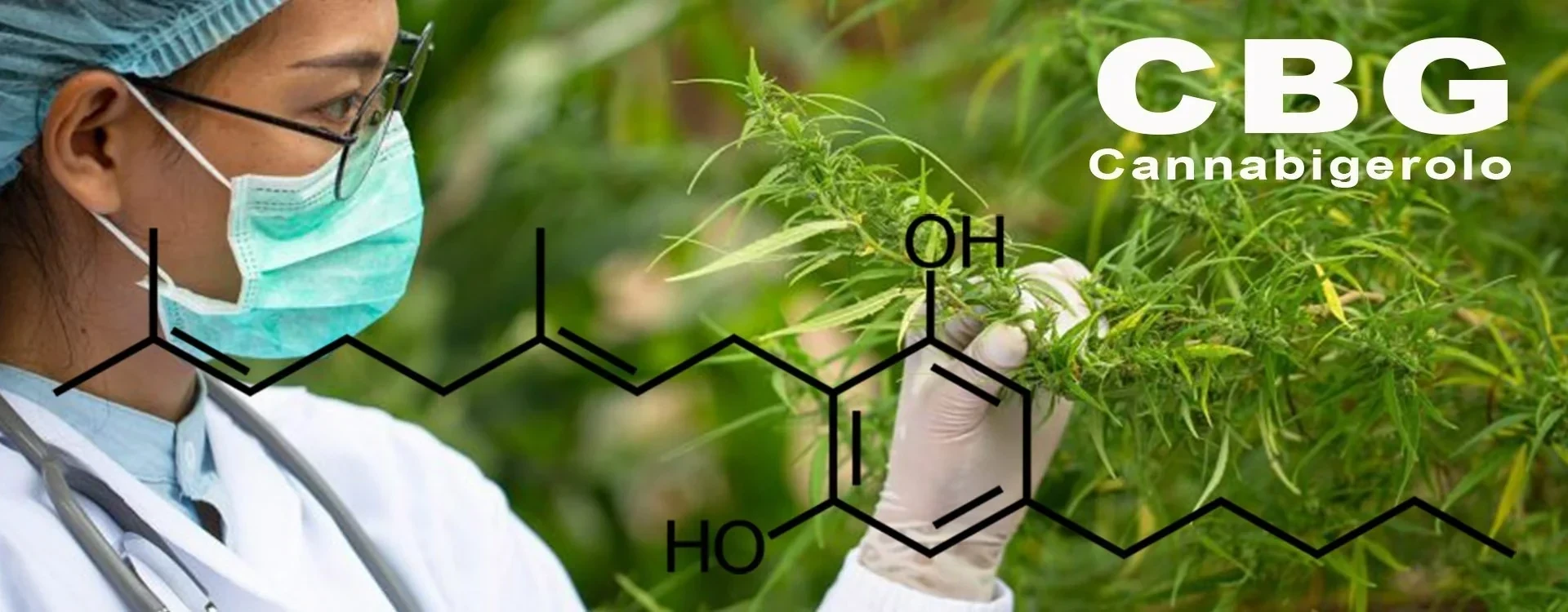 CBG (Cannabigerolo): Una Dettagliata Esplorazione del "Cannabinoide Madre"