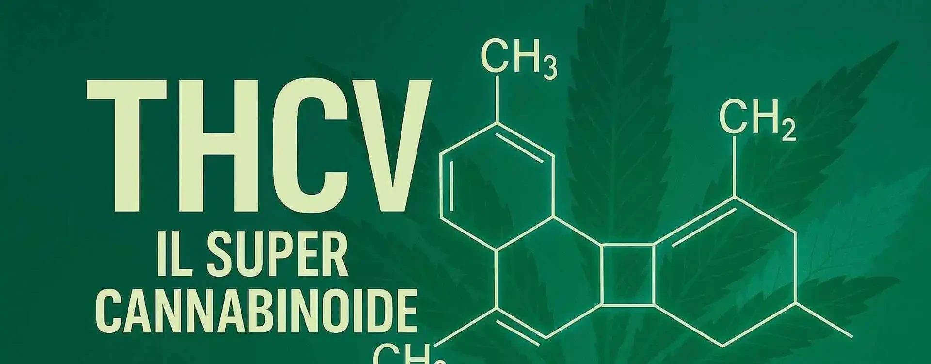 THCV: Il super-cannabinoide: riduce l’appetito, e supporta il cervello