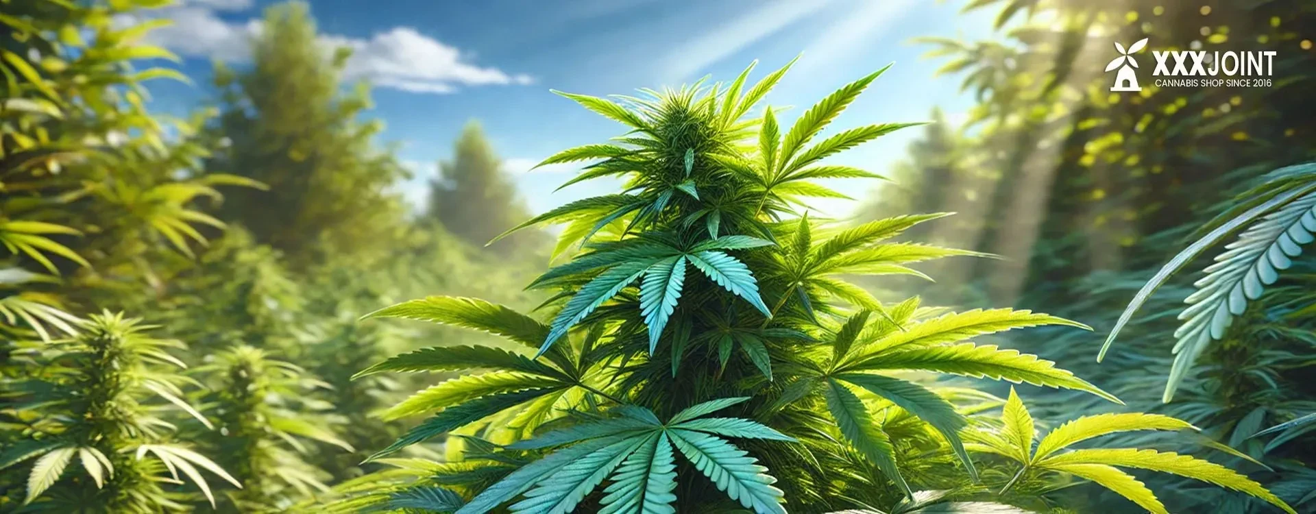 Cannabis ruderalis e marijuana ibrida: tutto ma proprio tutto su questa pianta