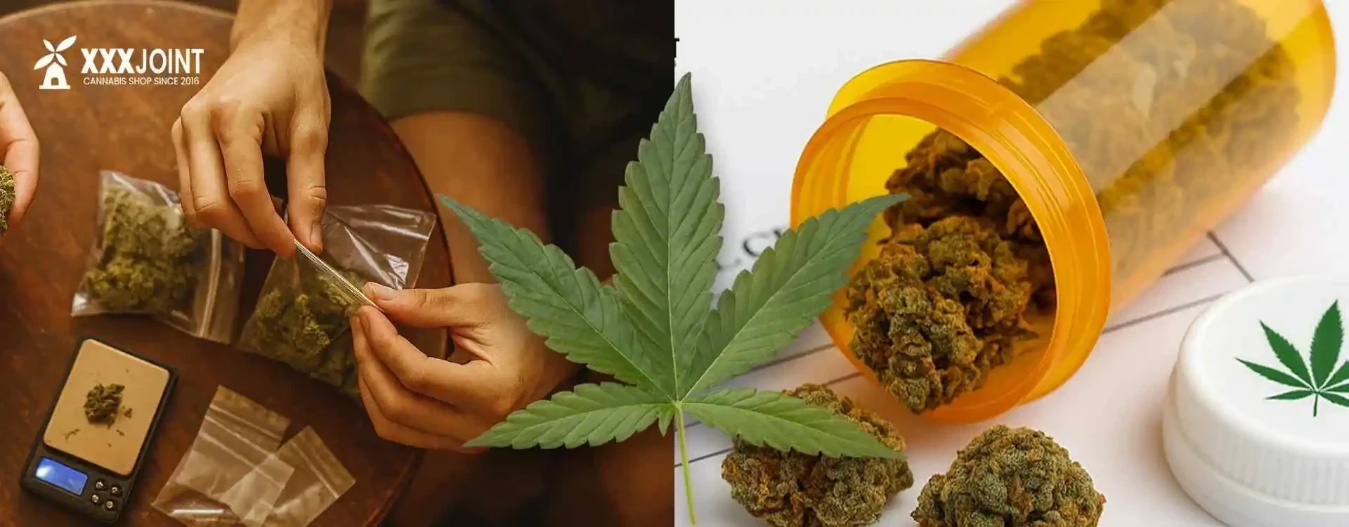 Cannabis Terapeutica e Ricreativa: Benefici, Rischi, Normativa Italia