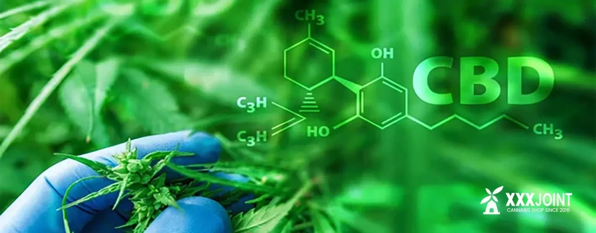 CBD: Il TAR del Lazio Sospende Nuovamente il DM Salute