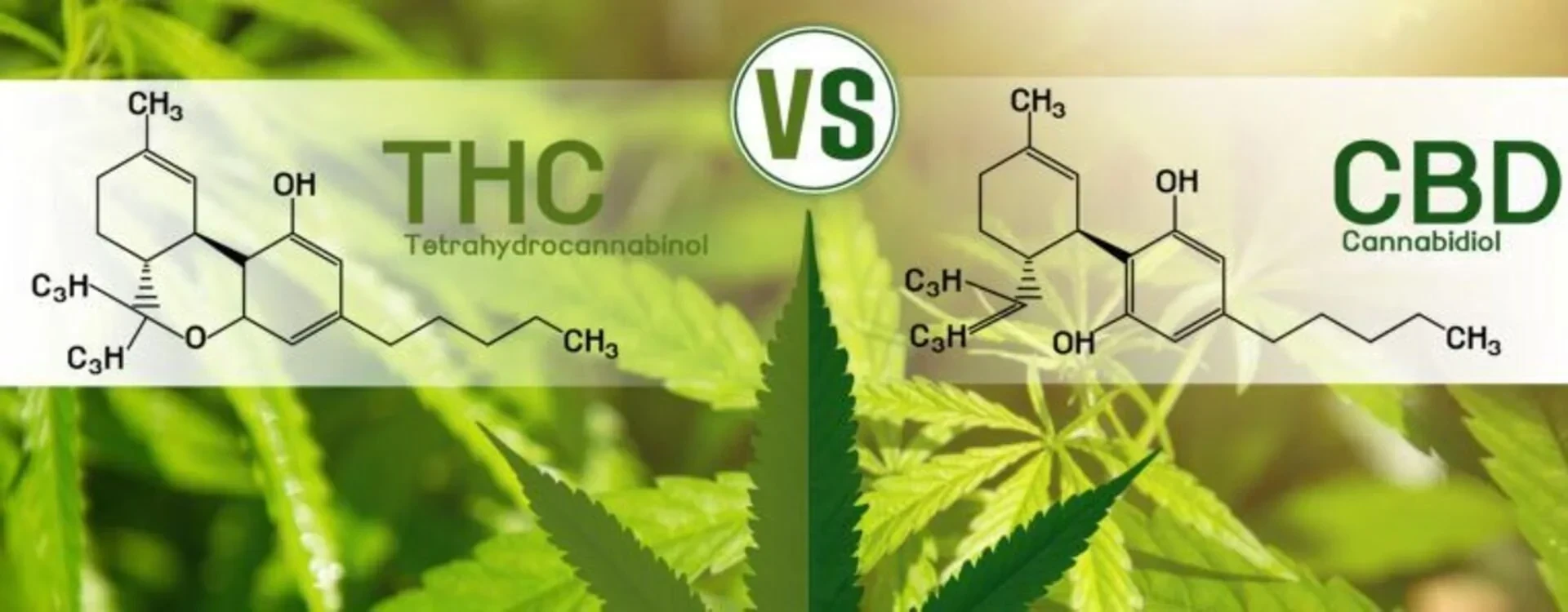 Le Differenze Tra CBD e THC: Approfondimento Completo