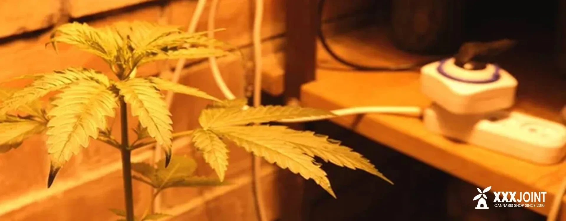 Vui coltivare Cannabis e marijuana in casa? Scopri tutti i segreti