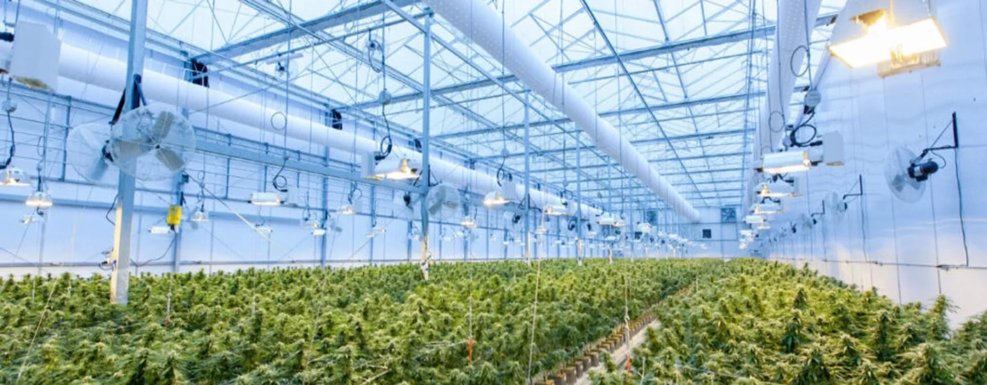 Guida Coltivazione indoor: Come coltivare la cannabis Indoor