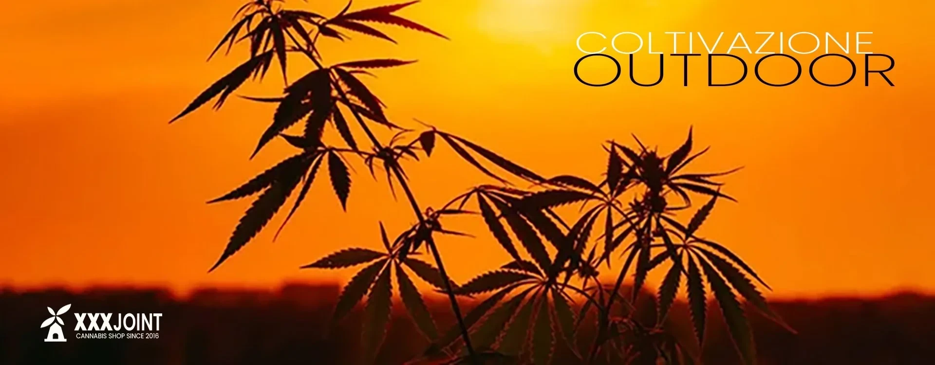 Coltivazione outdoor: Come Coltivare Cannabis o marijuana all' esterno?