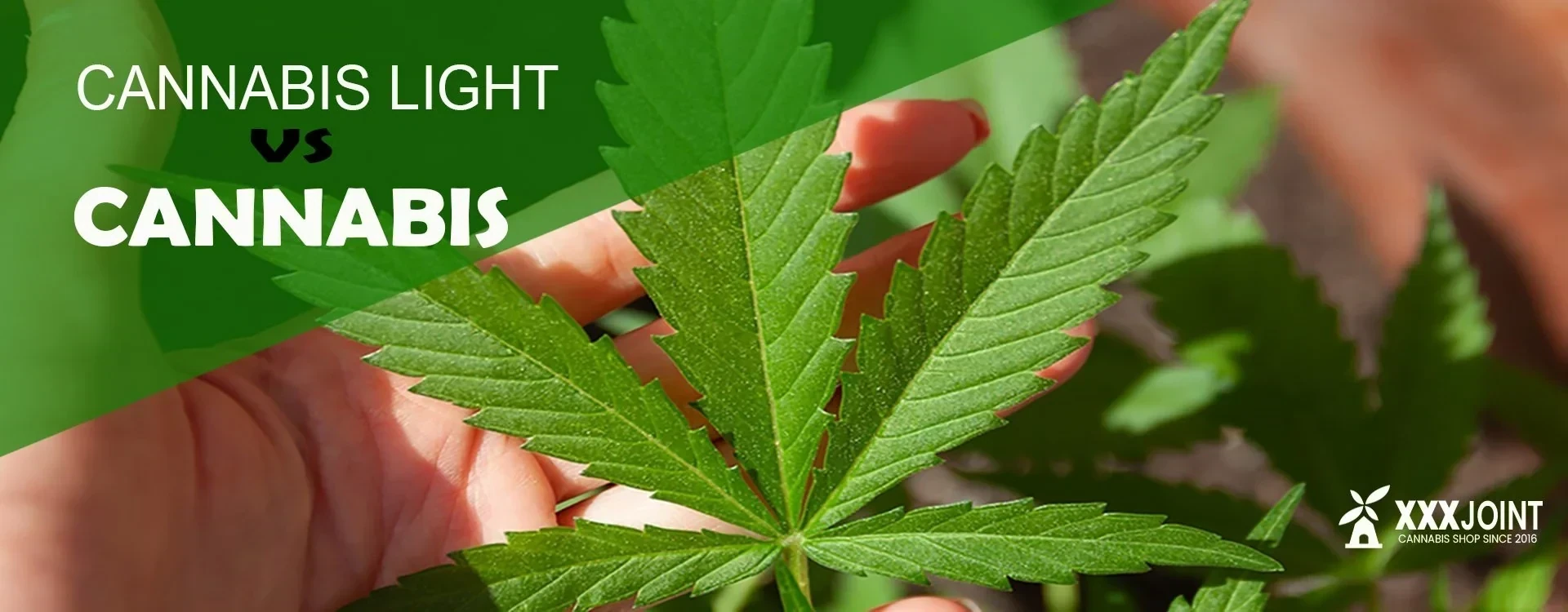 Differenze Tra la Cannabis e la Cannabis Light: Un Approfondimento Completo
