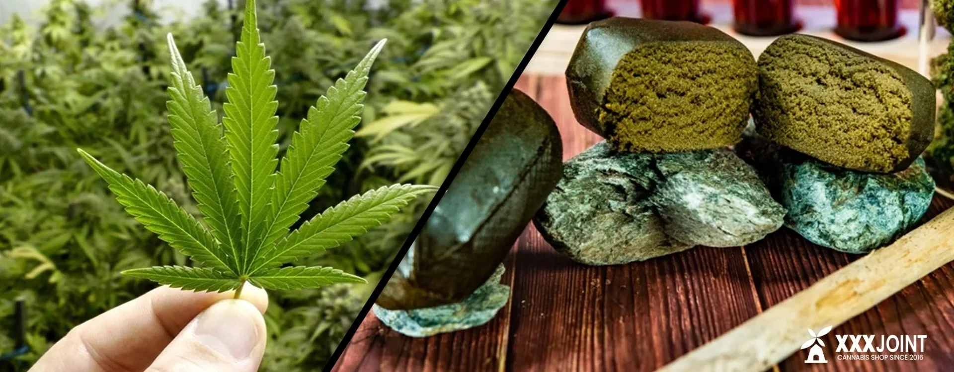Hashish e Marijuana: Scopriamo le differenze