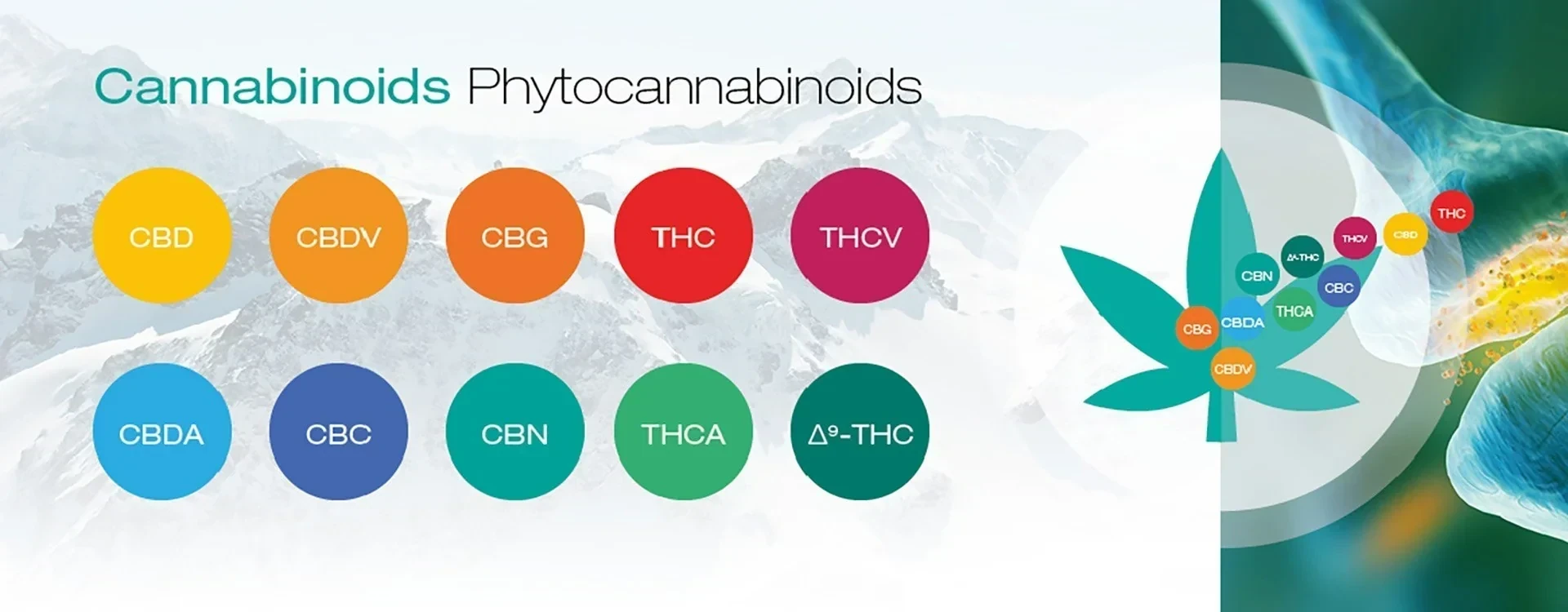 Fitocannabinoidi della Cannabis: Proprietà, Applicazioni Terapeutiche e benefici