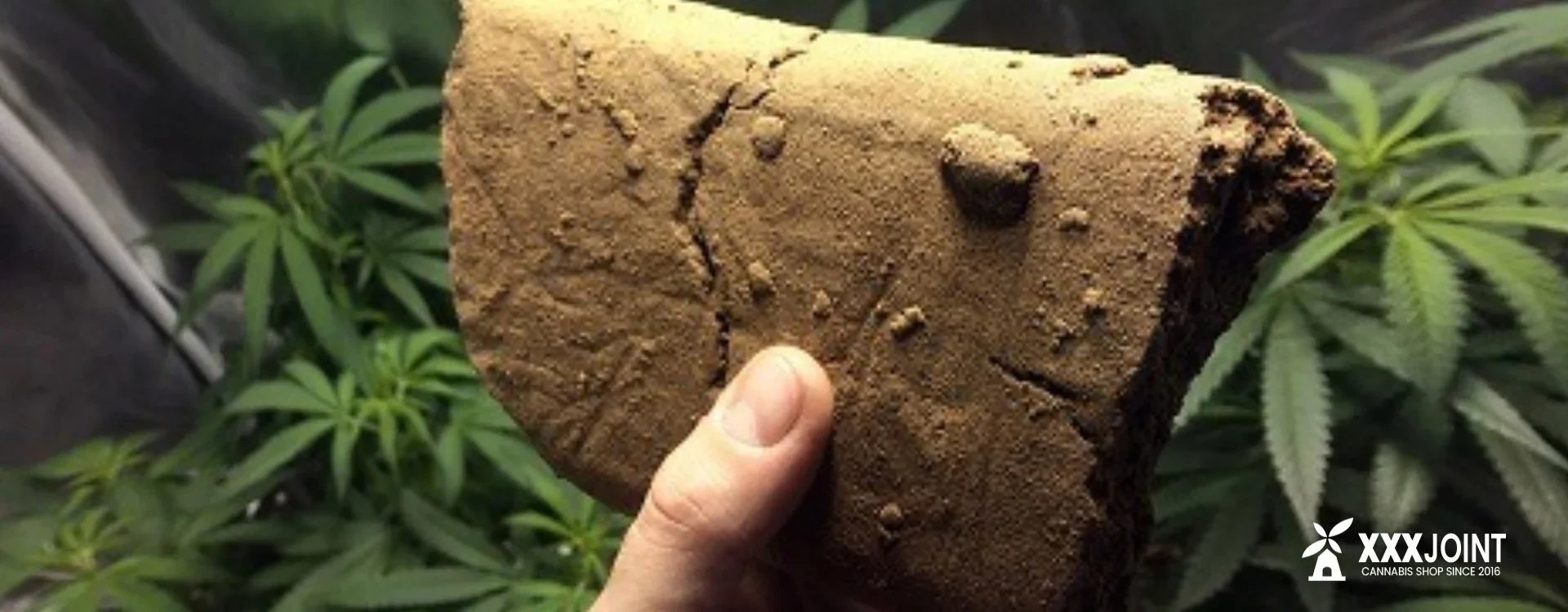 Come si produce Hashish? Una Guida su come si fa il Fumo!