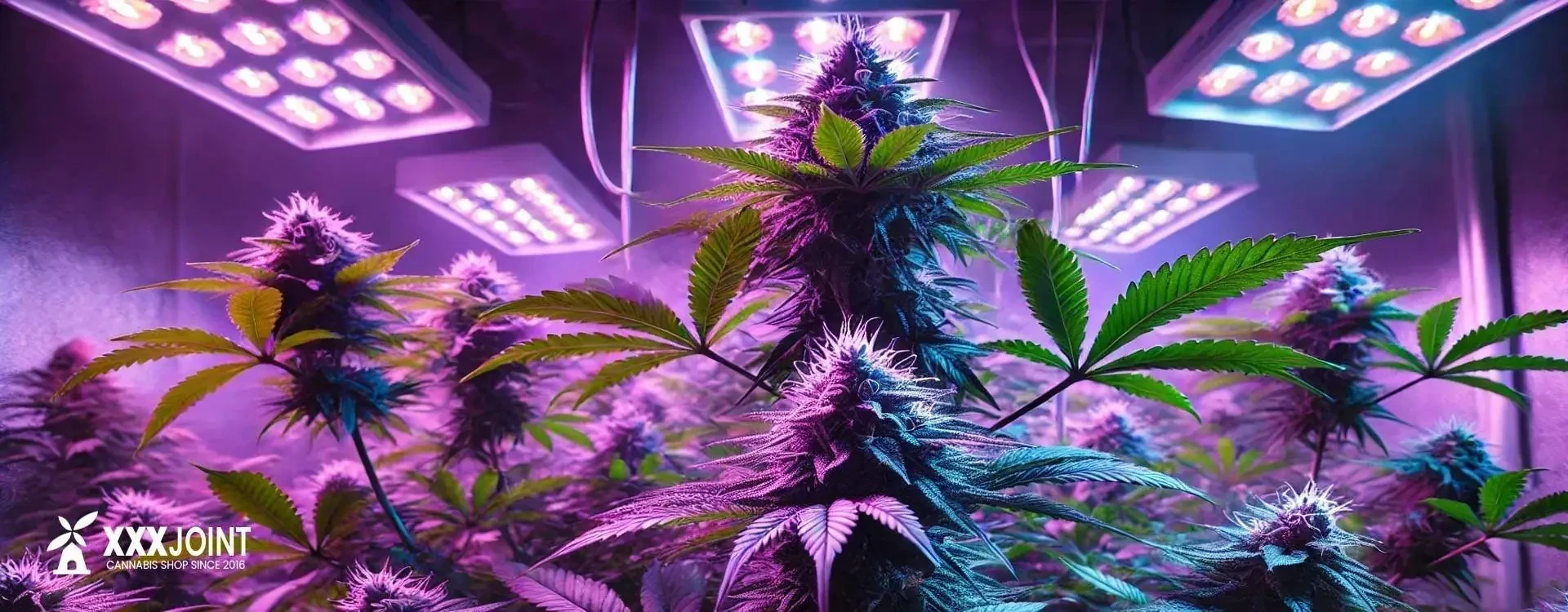 Illuminazione Cannabis: Scopri l'importanza della luce per la coltivazione