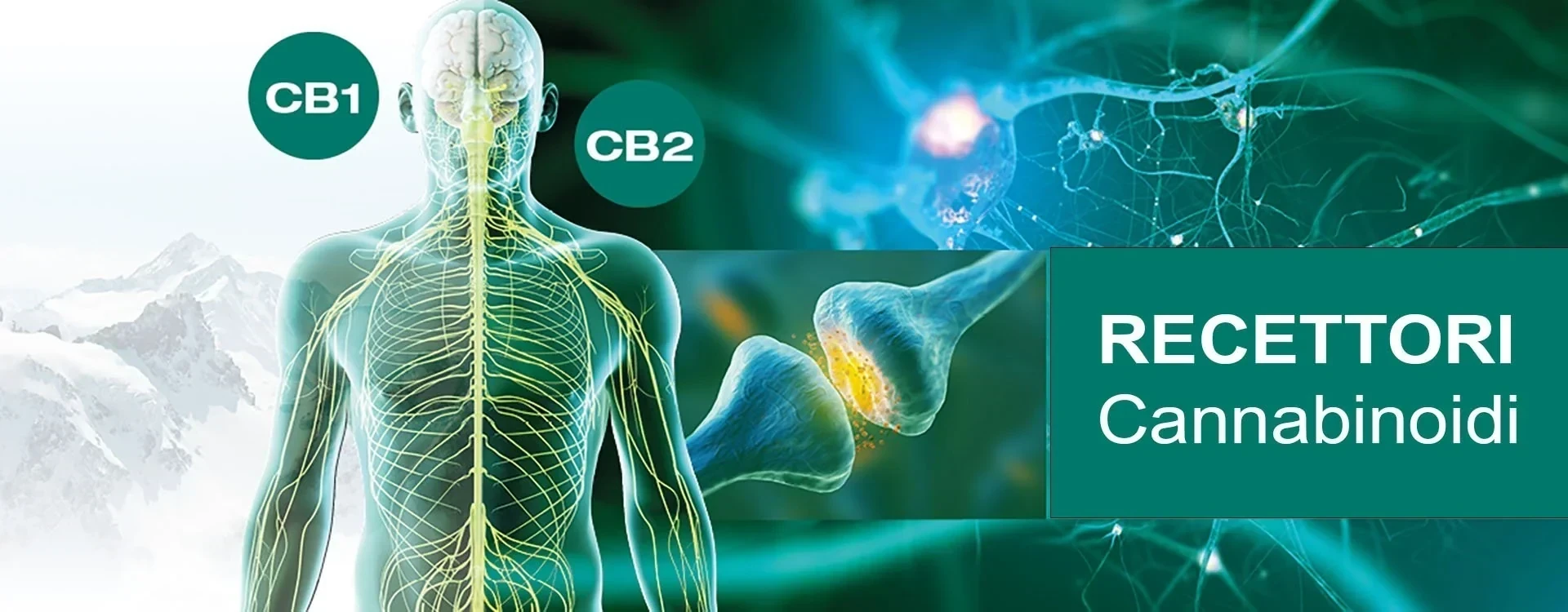 Recettori Cannabinoidi C1 e C2 cosa sono e a cosa servono?