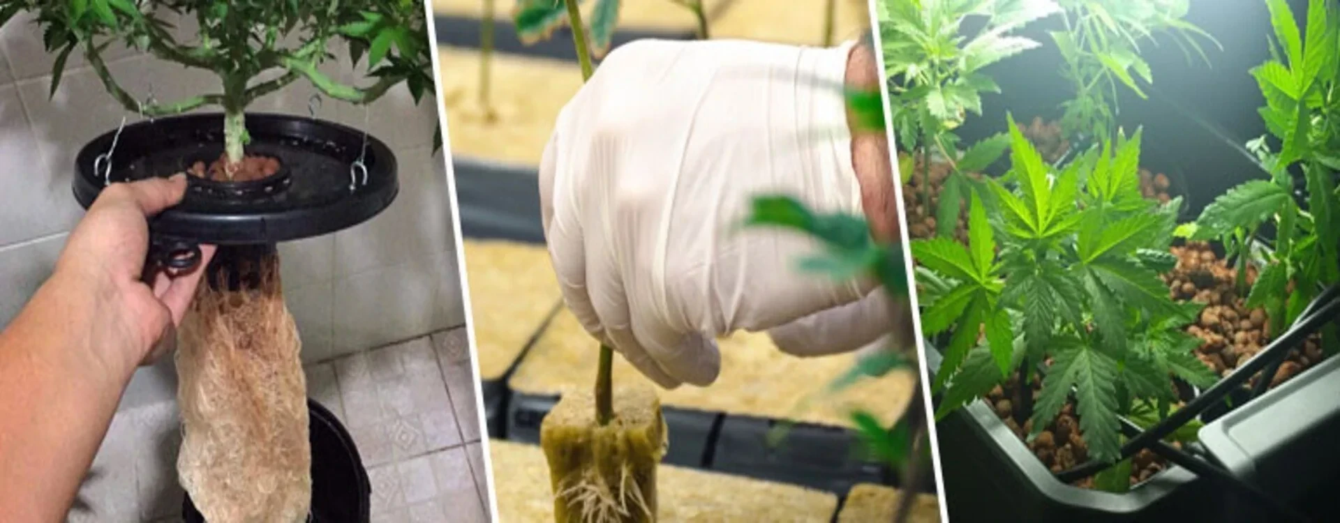 Tecniche coltivazione Cannabis: Idroponica, Aereoponica, Cocco