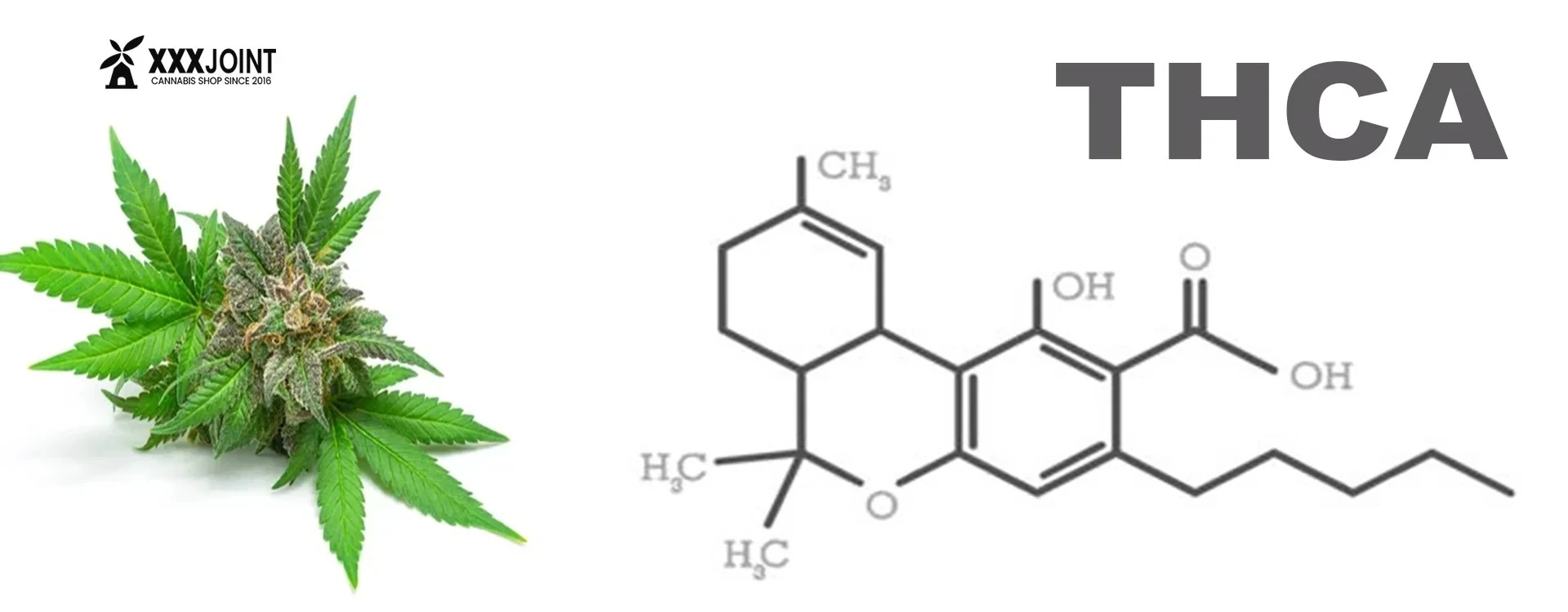 THCA: Precursore biosintetico del THC
