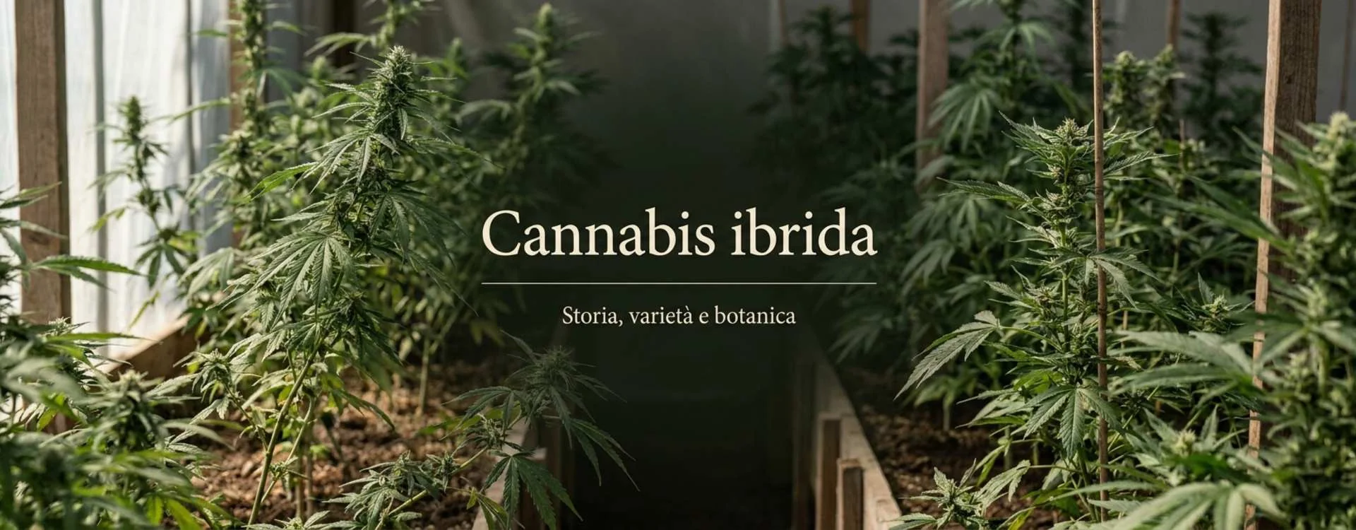 Cannabis ibrida: storia, origini, varietà e aspetti botanici in prospettiva Cannabis ibrida: storia, origini, varietà e aspetti botanici in prospettiva