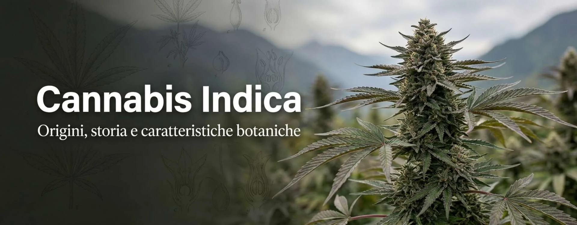 Cannabis Indica: storia, botanica e differenze rispetto alle altre varietà Cannabis Indica: storia, botanica e differenze rispetto alle altre varietà