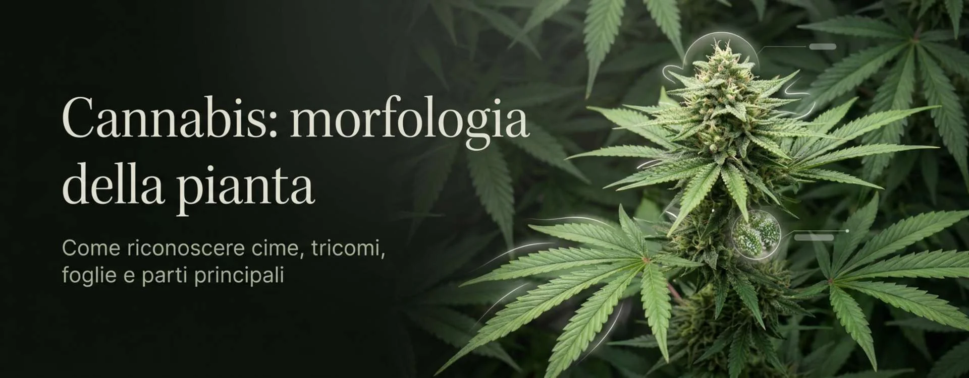 Cannabis: origini, storia e usi, tipi e cosa la distingue davvero dalla marijuana Cannabis: origini, storia e usi, tipi e cosa la distingue davvero dalla marijuana