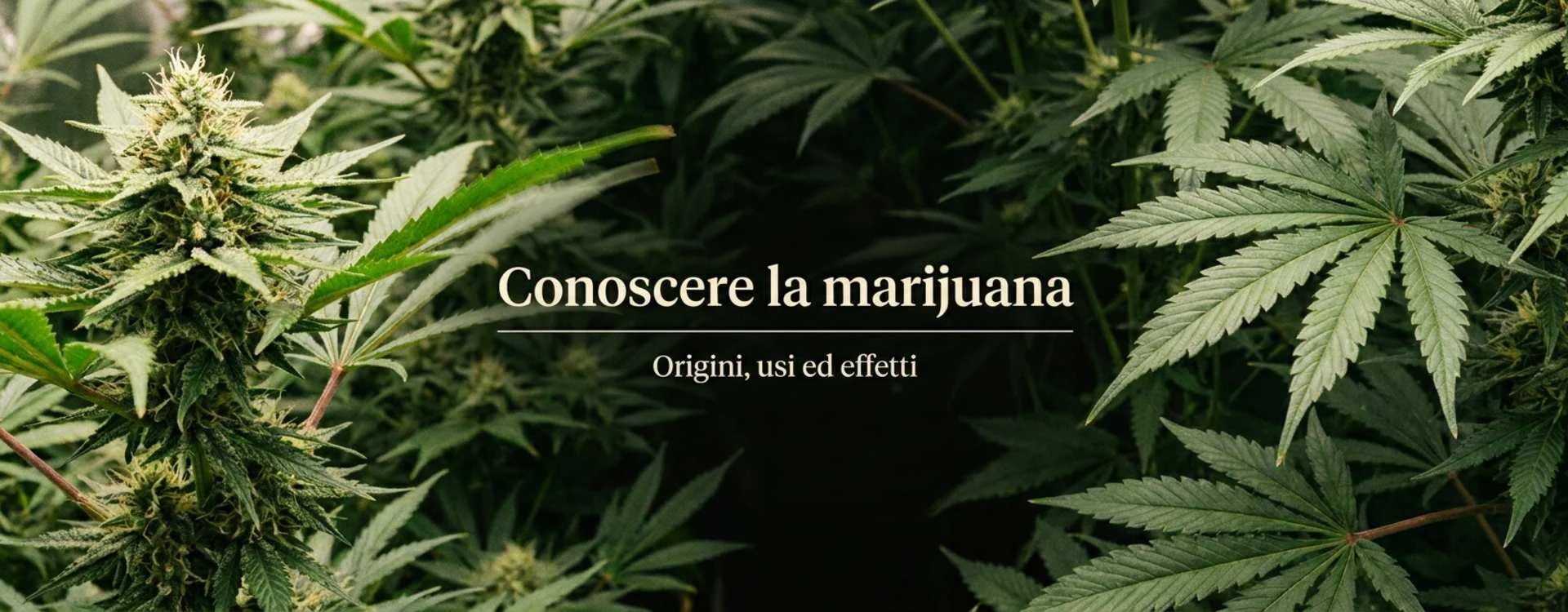 Conoscere la marijuana: origini, caratteristiche, usi ed effetti