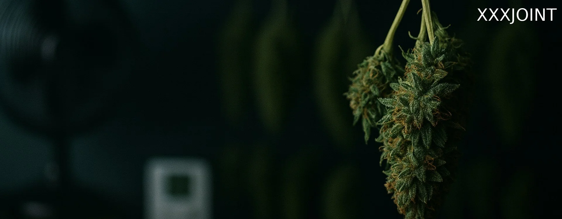 Essiccazione cannabis e marijuana guida 2025 per infiorescenze e cime alTop