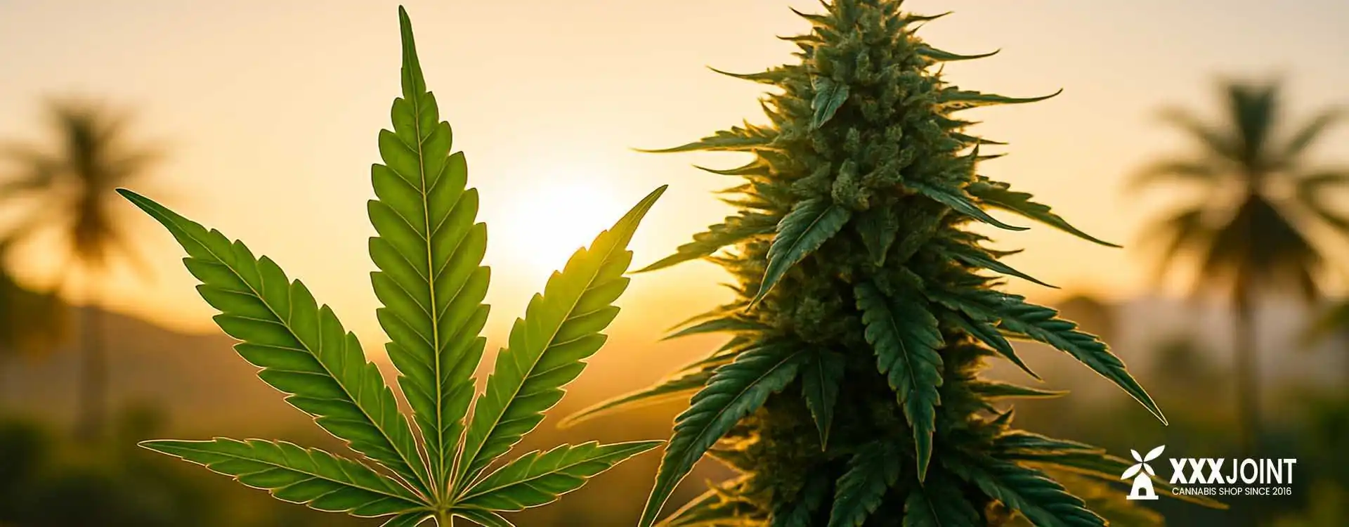 Cannabis Sativa: Origini, Coltivazione, Tipologie, Effetti e Legalità in Italia