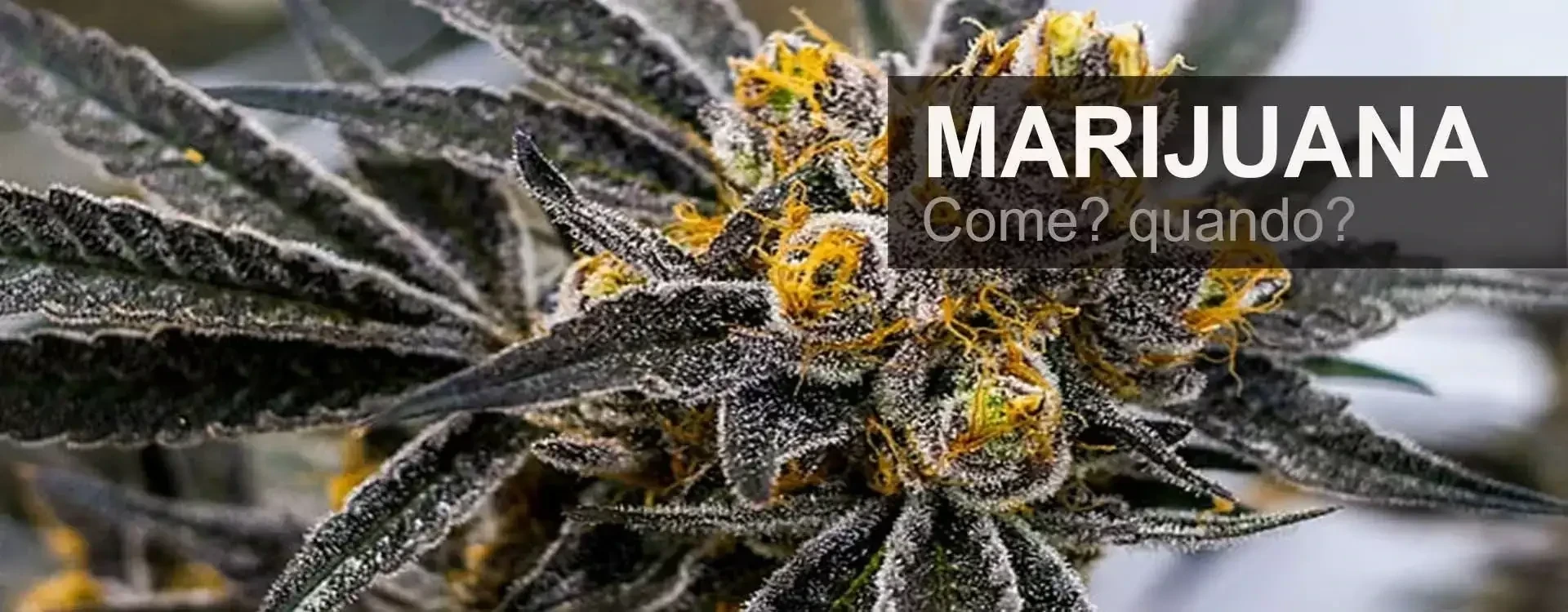 Marijuana: cos’è, effetti, benefici e legalità in Italia
