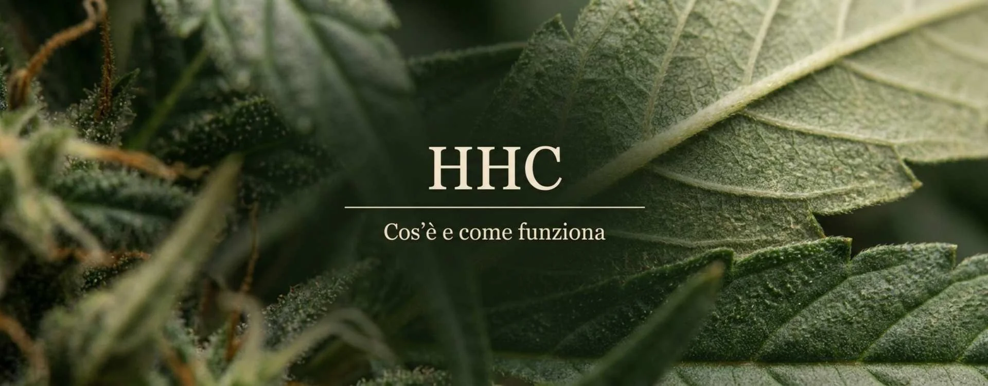HHC: tutto su origini, storia, effetti e aspetti chiave di questo cannabinoide